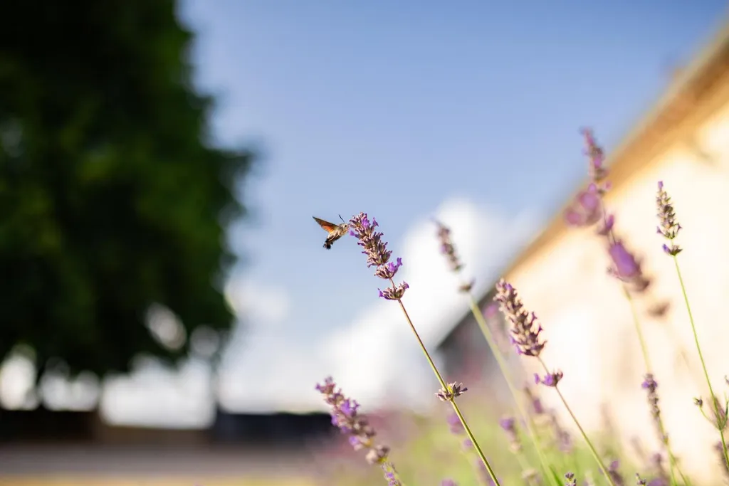 Gîtes et chambre d'hôtes en Charente.